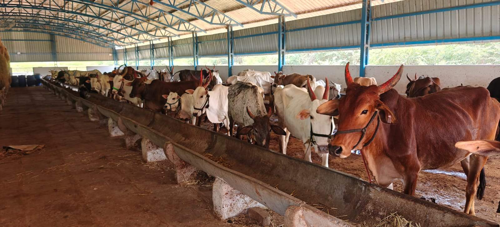 GoVatsa Dwadashi, GoSeva at at Yalguru, 18th October, 2025-1