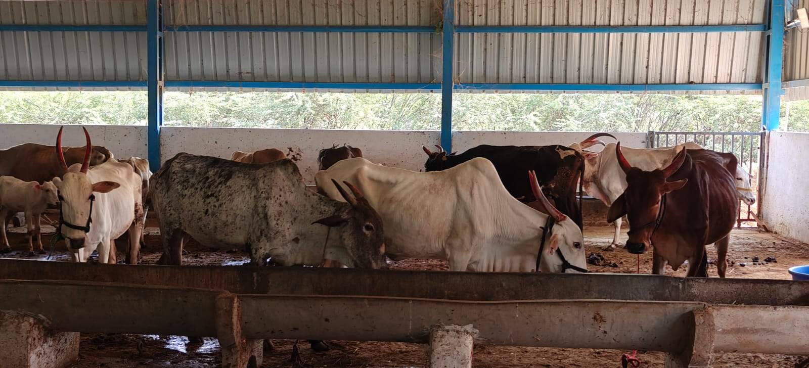 GoVatsa Dwadashi, GoSeva at at Yalguru, 18th October, 2025-2