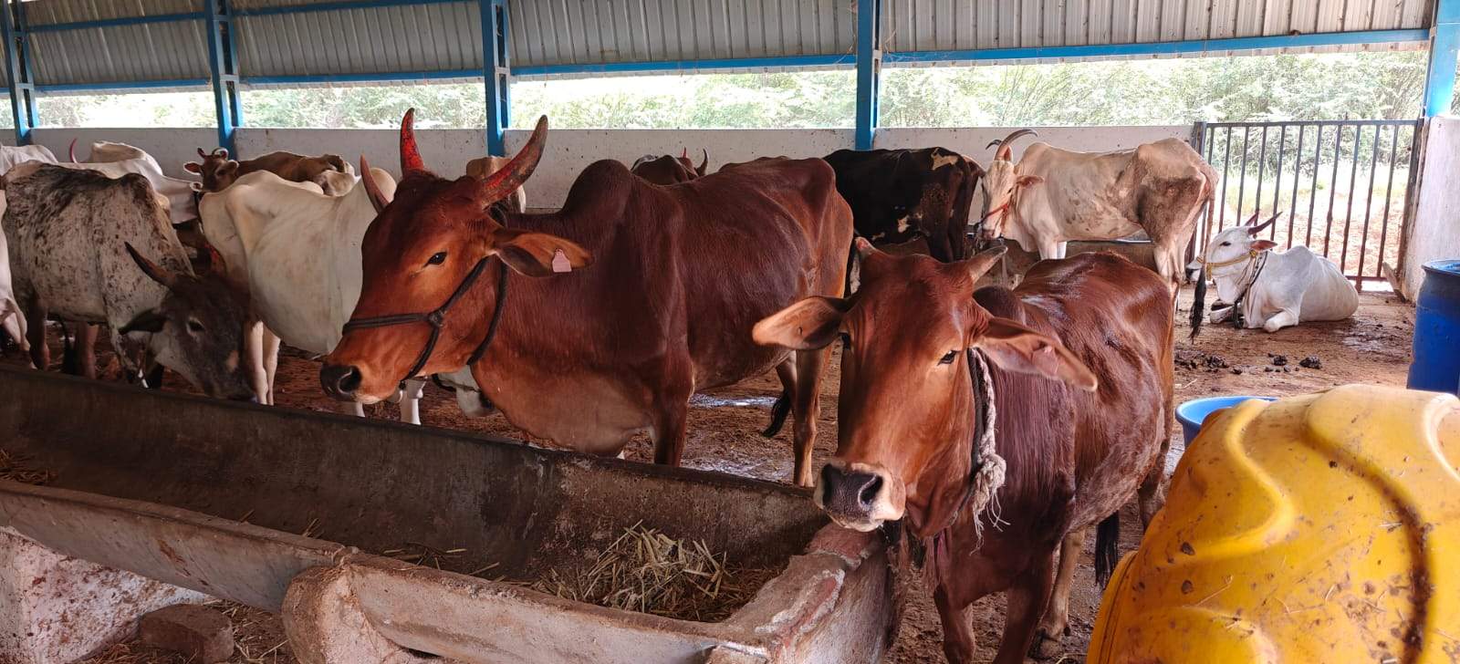 GoVatsa Dwadashi, GoSeva at at Yalguru, 18th October, 2025-4