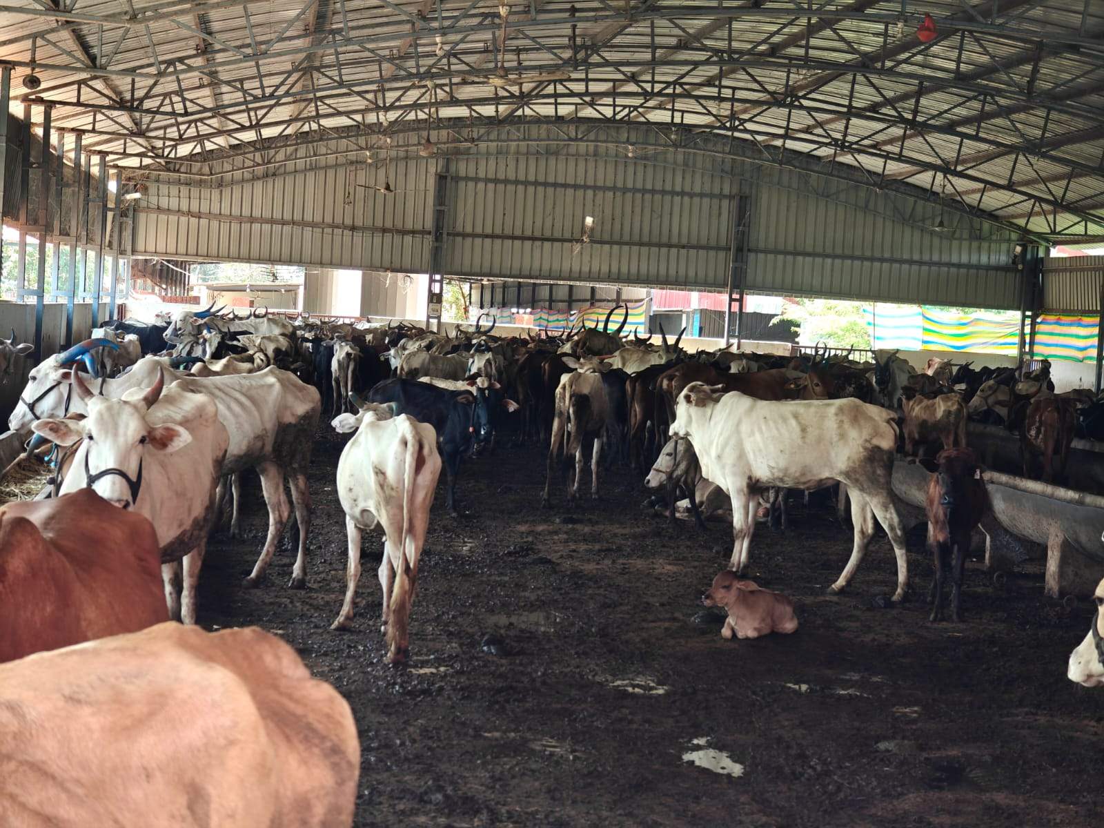 GoVatsa Dwadashi, GoSeva at at Yalguru, 18th October, 2025-3