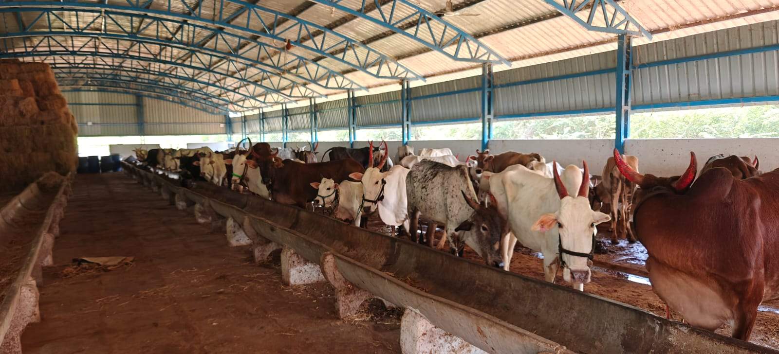 GoVatsa Dwadashi, GoSeva at at Yalguru, 18th October, 2025-0